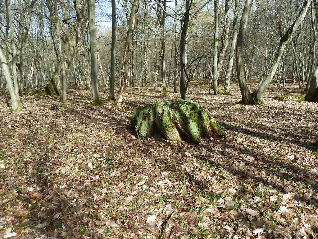 1 Hainbuchenwald im Kleinen Bruchholz